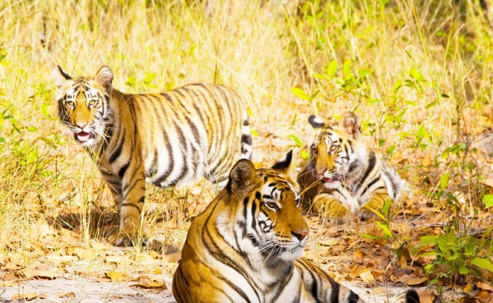 Indian Royal Bengal Tiger