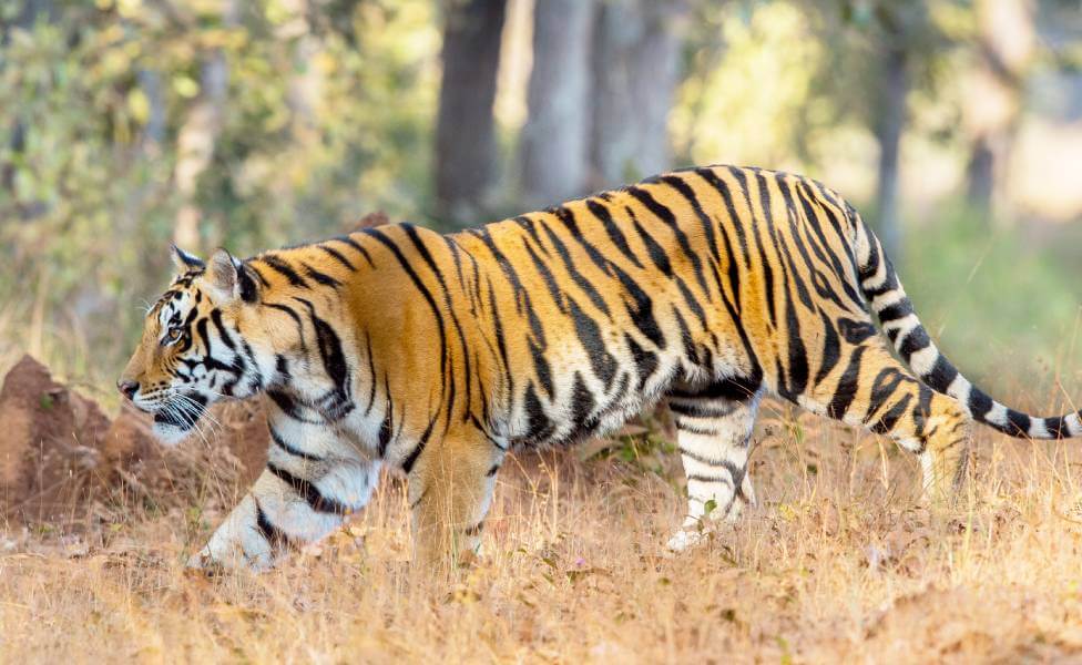 Kanha National Park Tiger