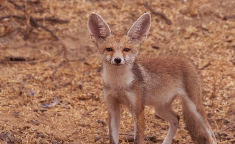 Kutch Desert Wildlife Sanctuary