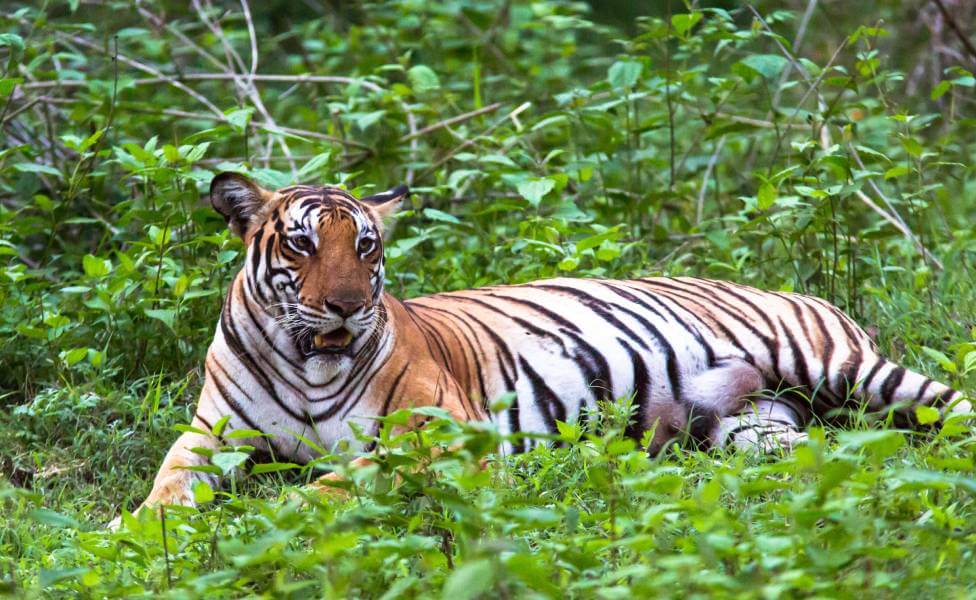 Nagarhole National Park Tiger