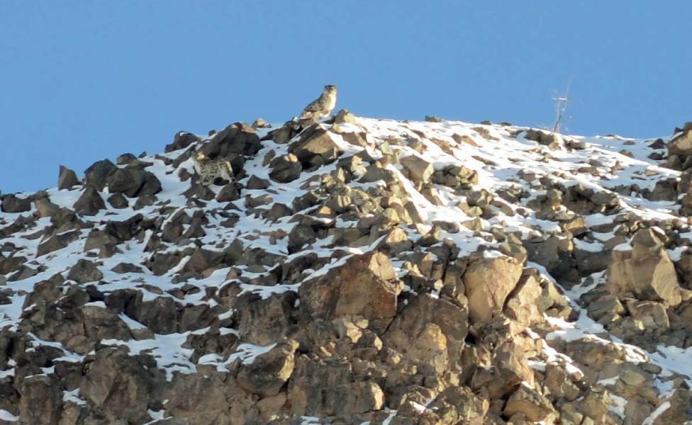 Snow Leopard Trek Ladakh