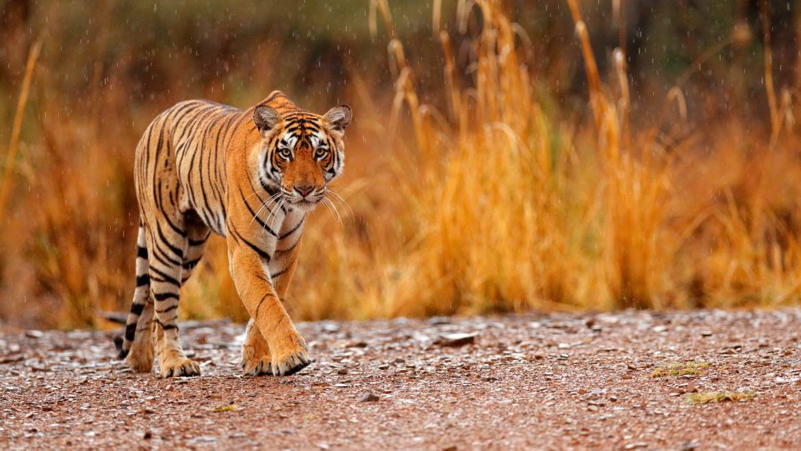 Learn Interesting Facts about the Majestic Royal Bengal Tigers before  Booking a Tadoba Accommodation