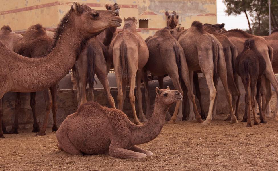 National Camel Research Centre Rajasthan