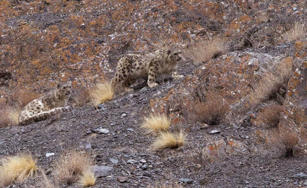 Snow Leopard Ladakh