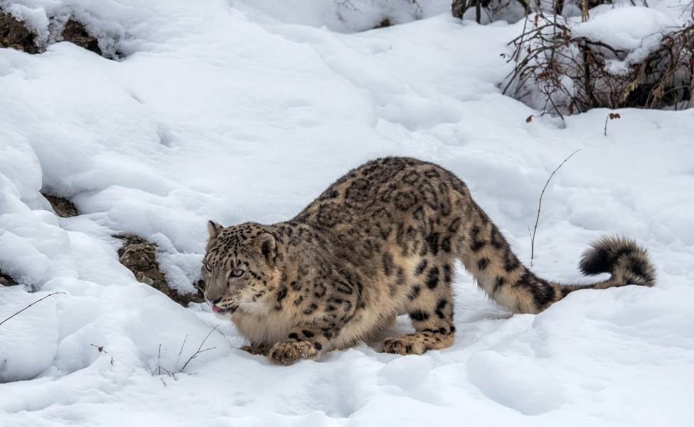 Snow Leopard in Himalayas