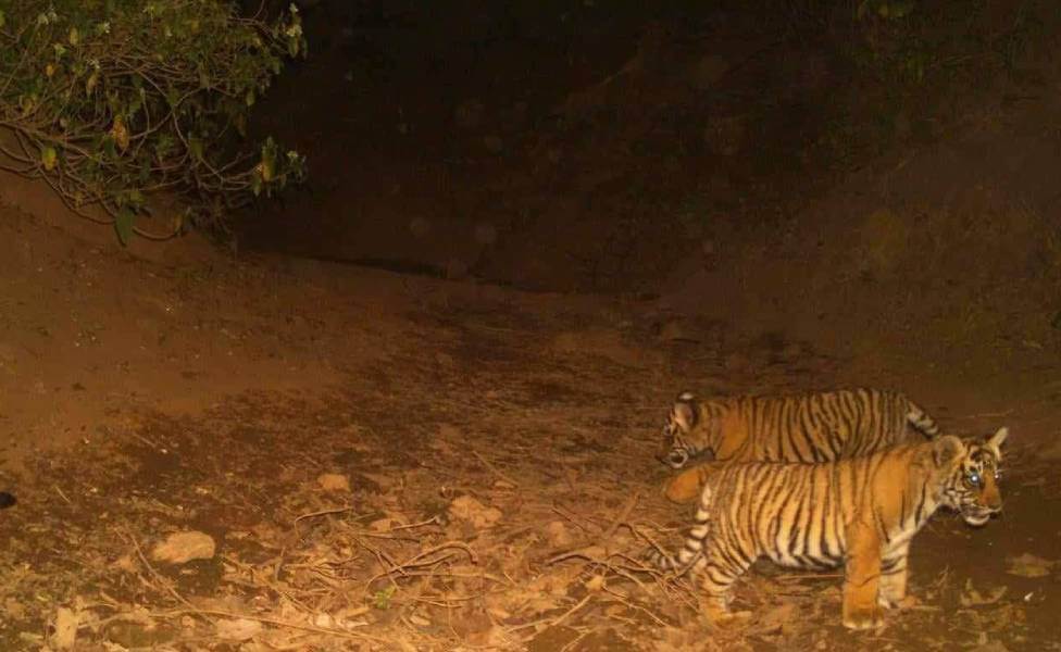Three New Cubs Spotted in Sariska Tiger Reserve Rajasthan