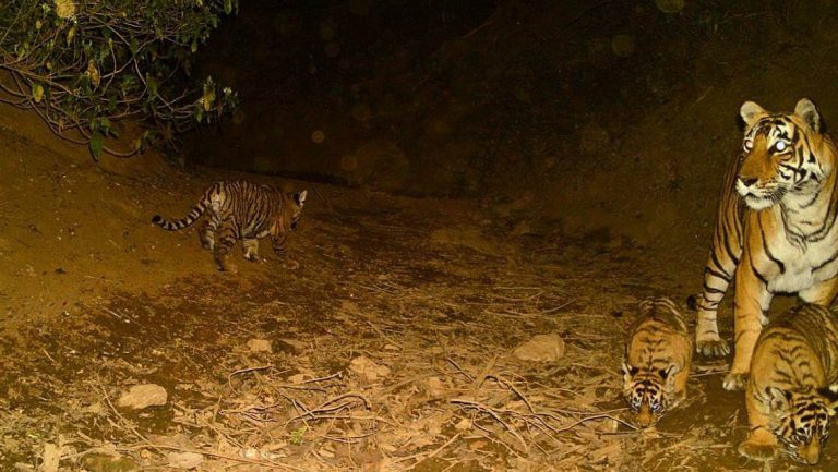 Tiger Cub Spotted in Sariska