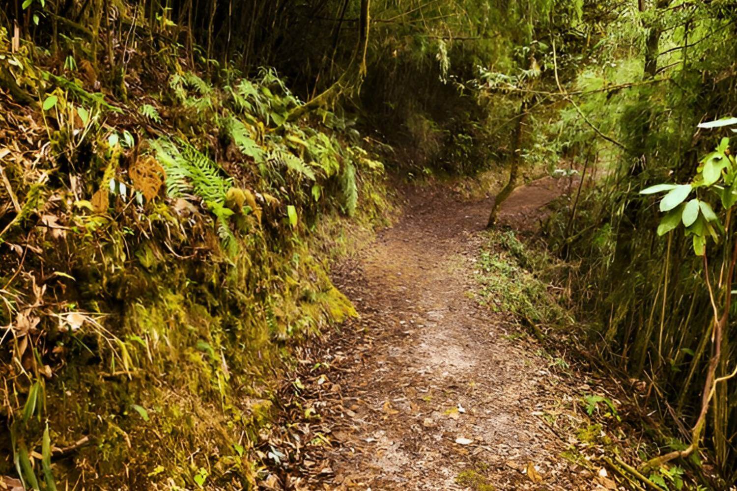 Hilley to Varsey Trek- Trekking in Sikkim