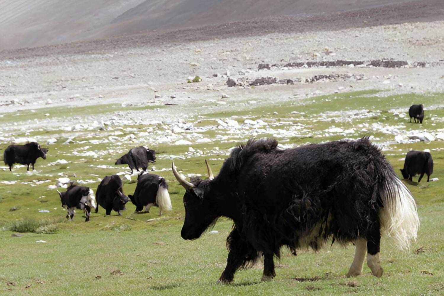 Changthang Wildlife Sanctuary Ladakh