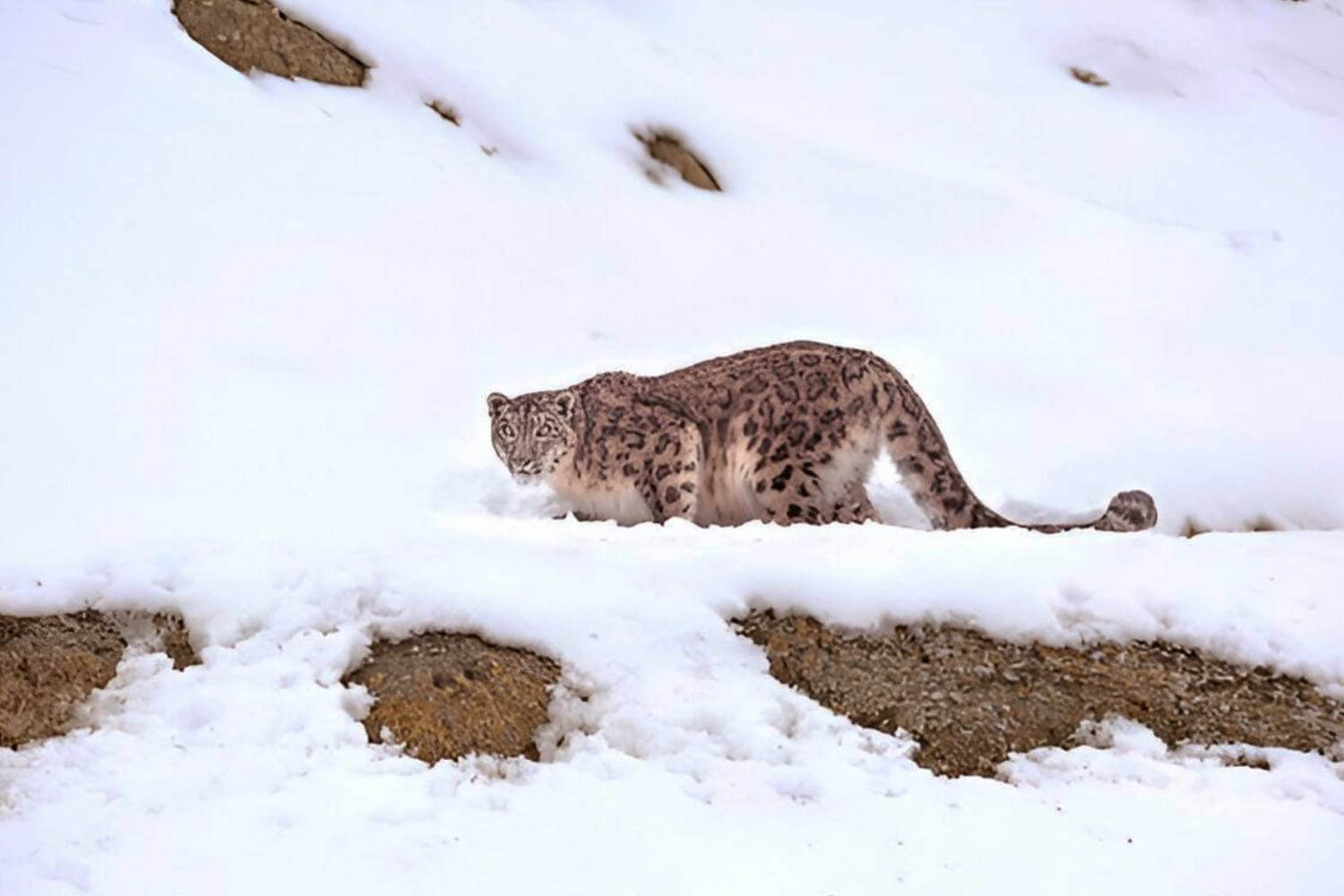 Hemis National Park-Must Visit Place in Ladakh