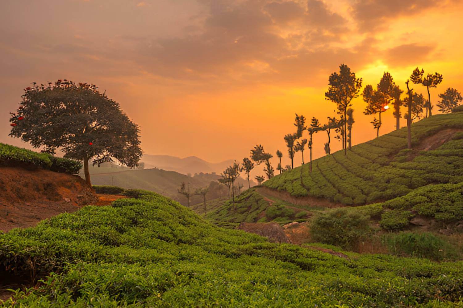 Munnar Kerala