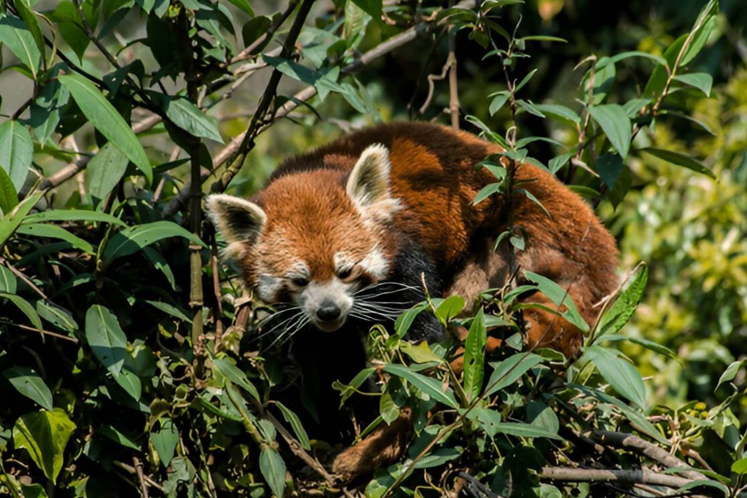 Red Panda in Sikkim