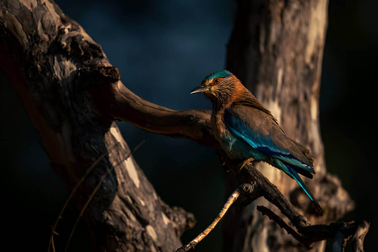 Bandhavgarh National Park MP