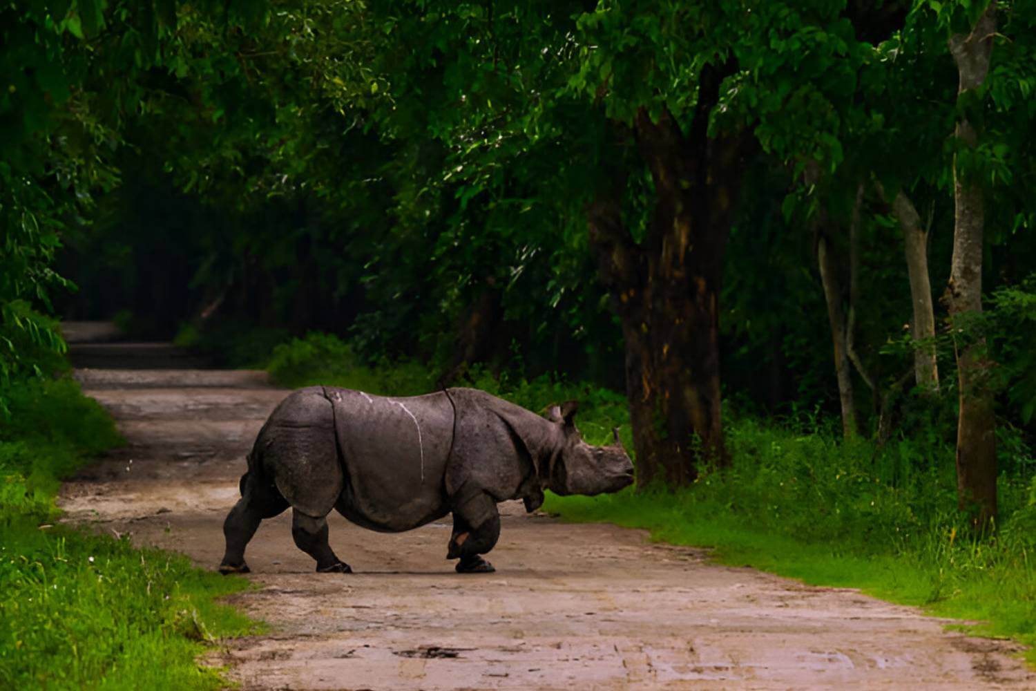 Kaziranga National Park