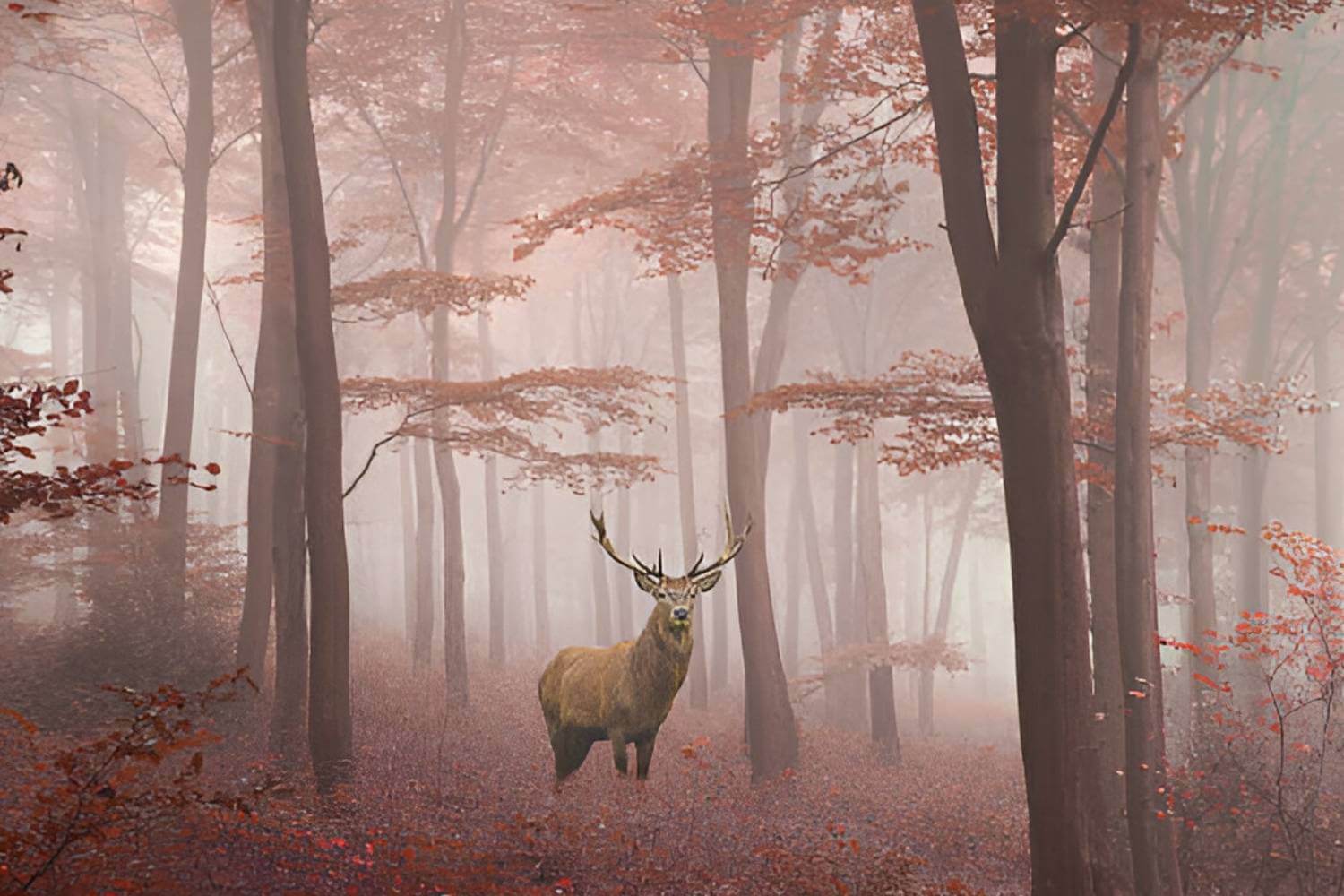 Wildlife Conservation For Aesthetical Value