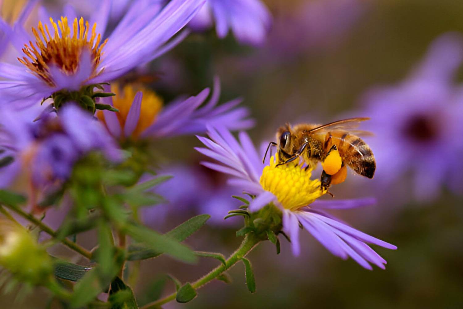 Wildlife Conservation For Agriculture and Horticulture