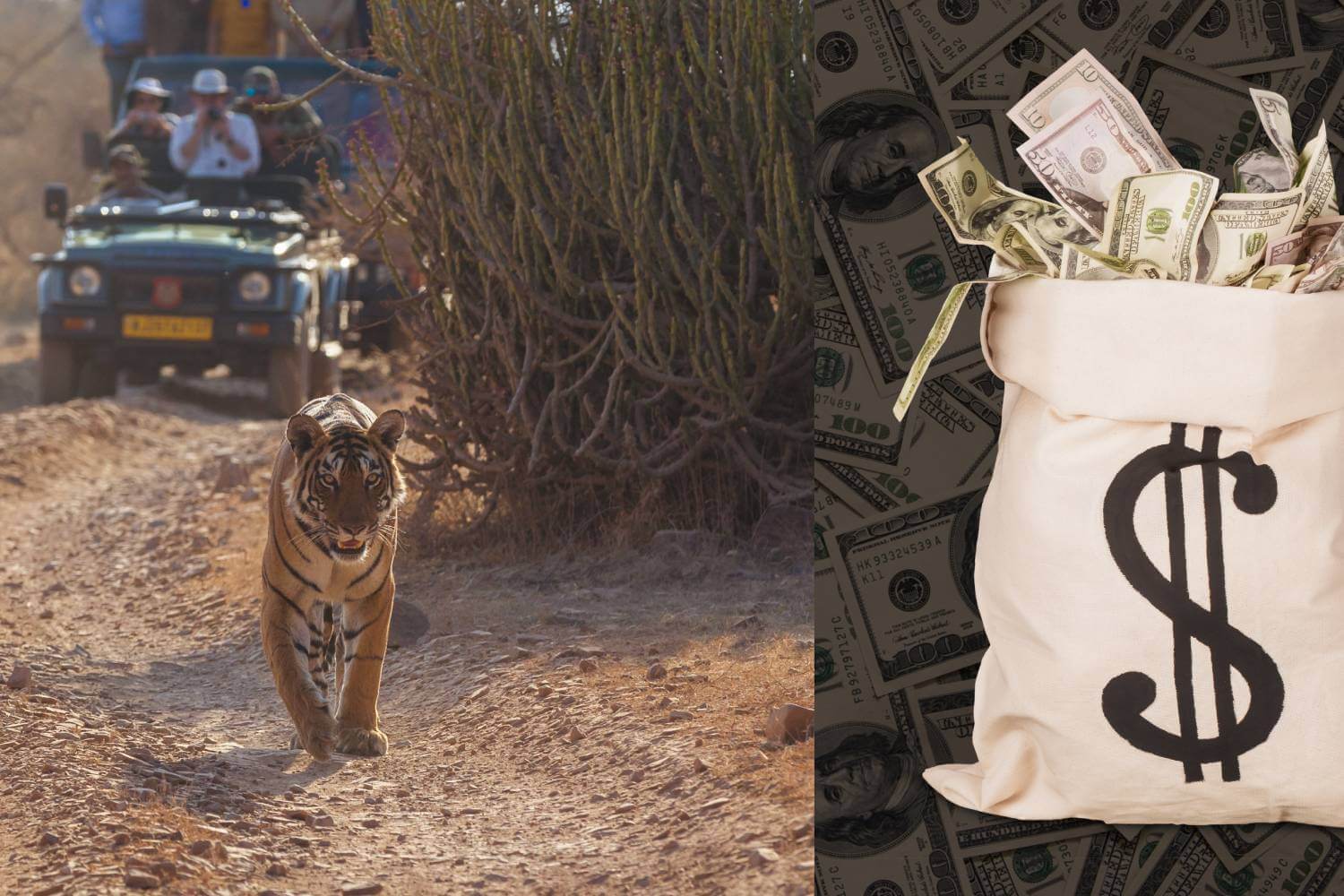 Wildlife Conservation For Economic Value