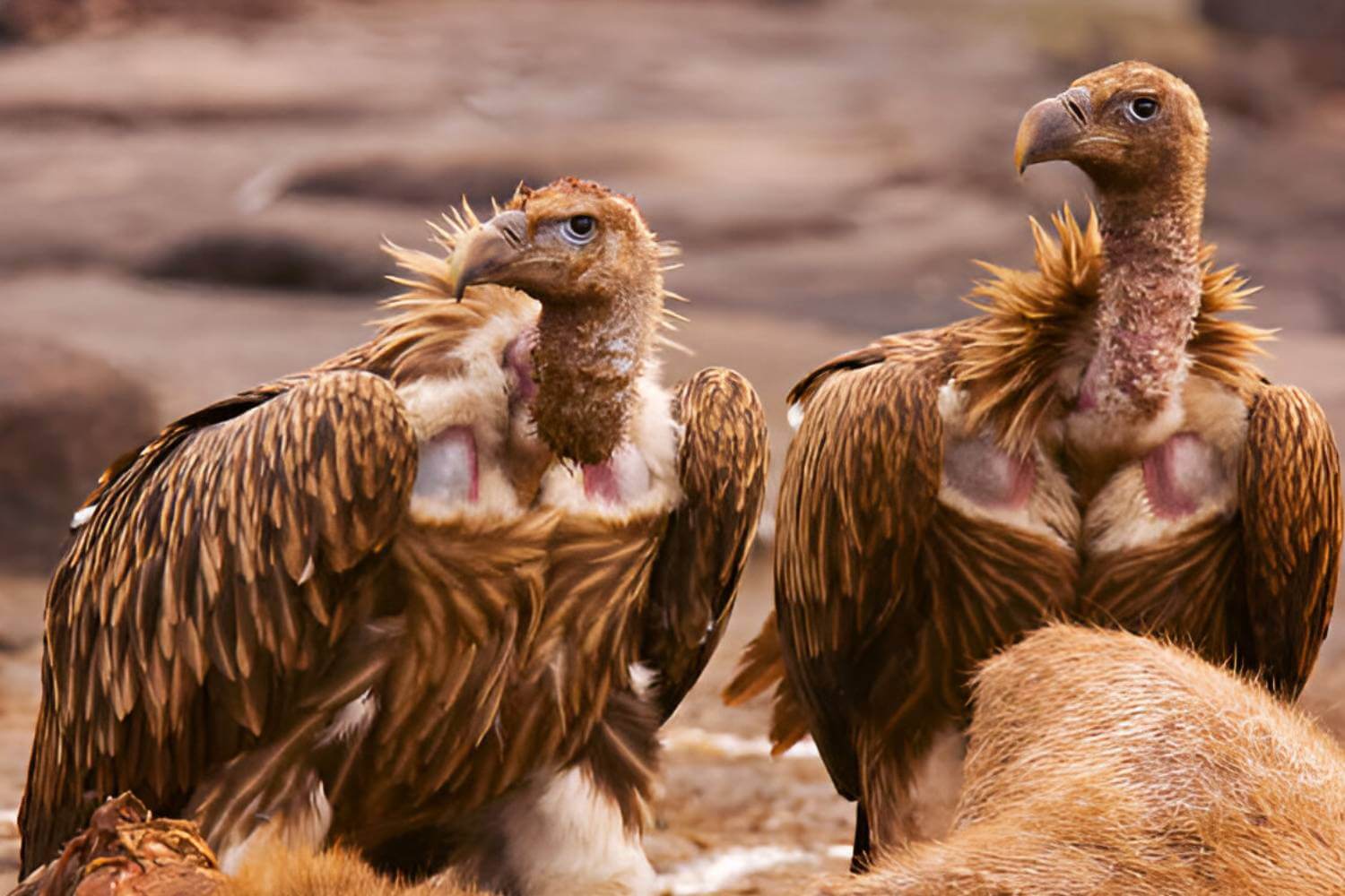 Wildlife Conservation For a Cleaner, Safer Environment