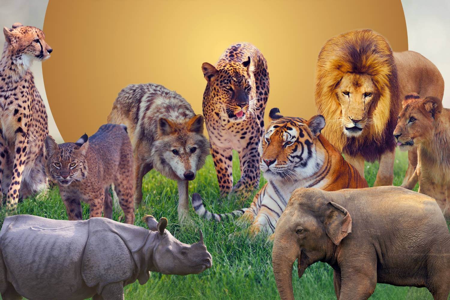 Wildlife Conservation For a Healthy Ecosystem