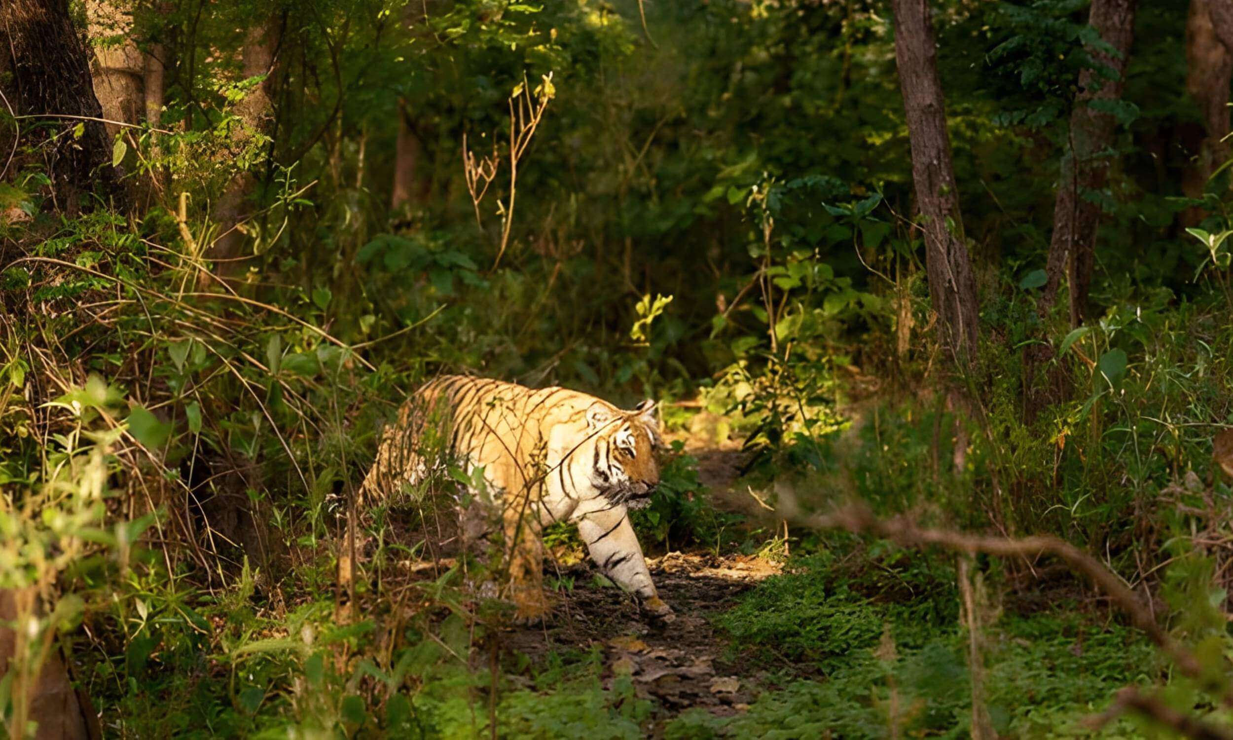 Jim Corbett National Park-Best Places to Visit in Kumaon