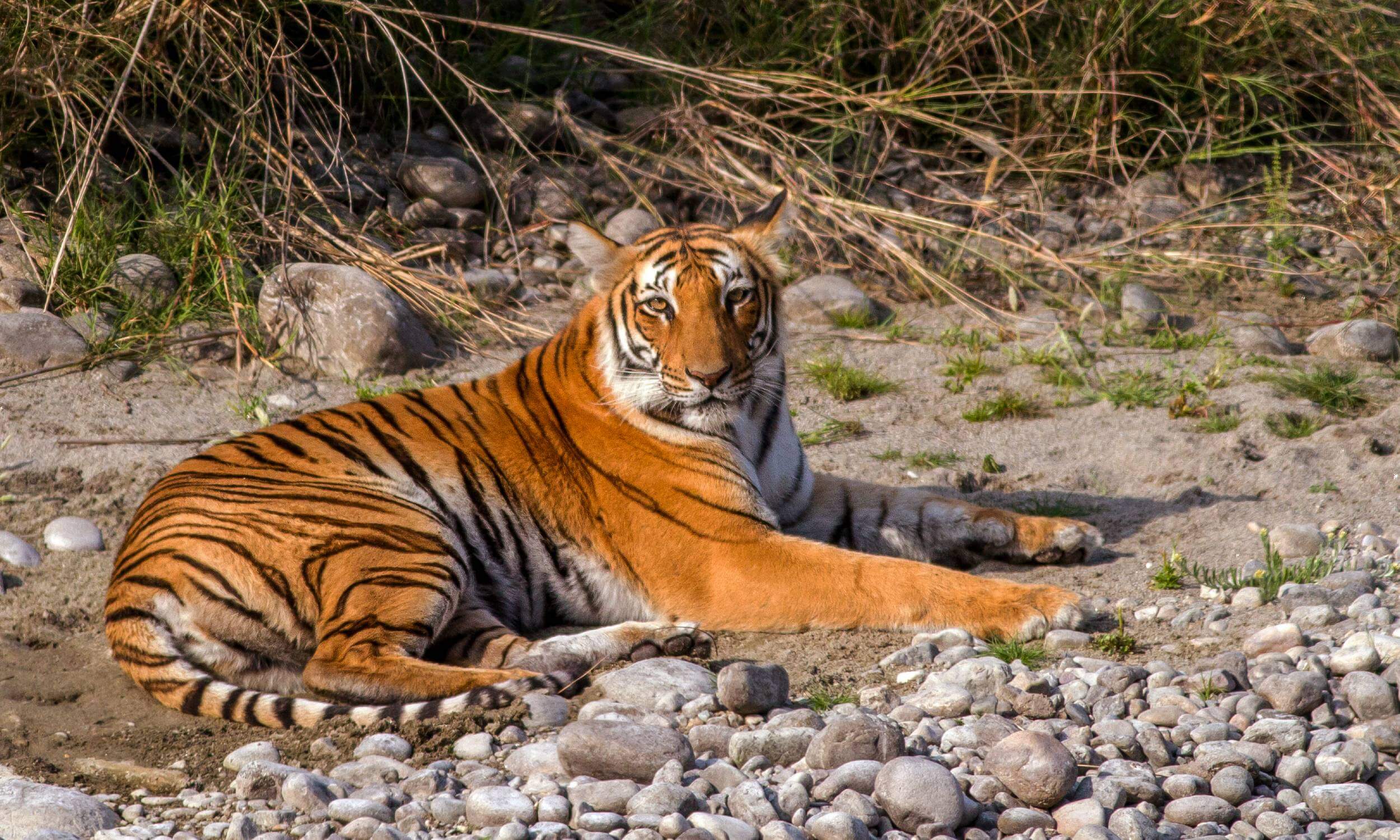 Jim Corbett National Park
