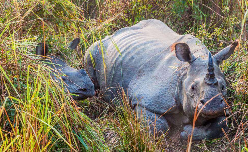 Kaziranga Winter Destination