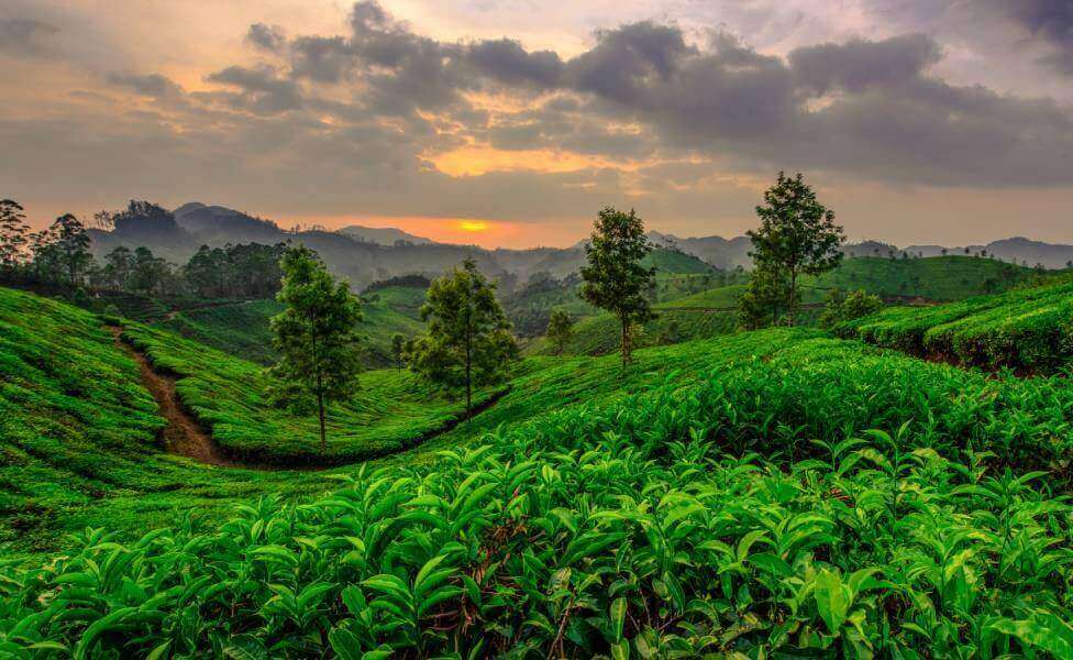 Munnar-Kerala Winter Destination