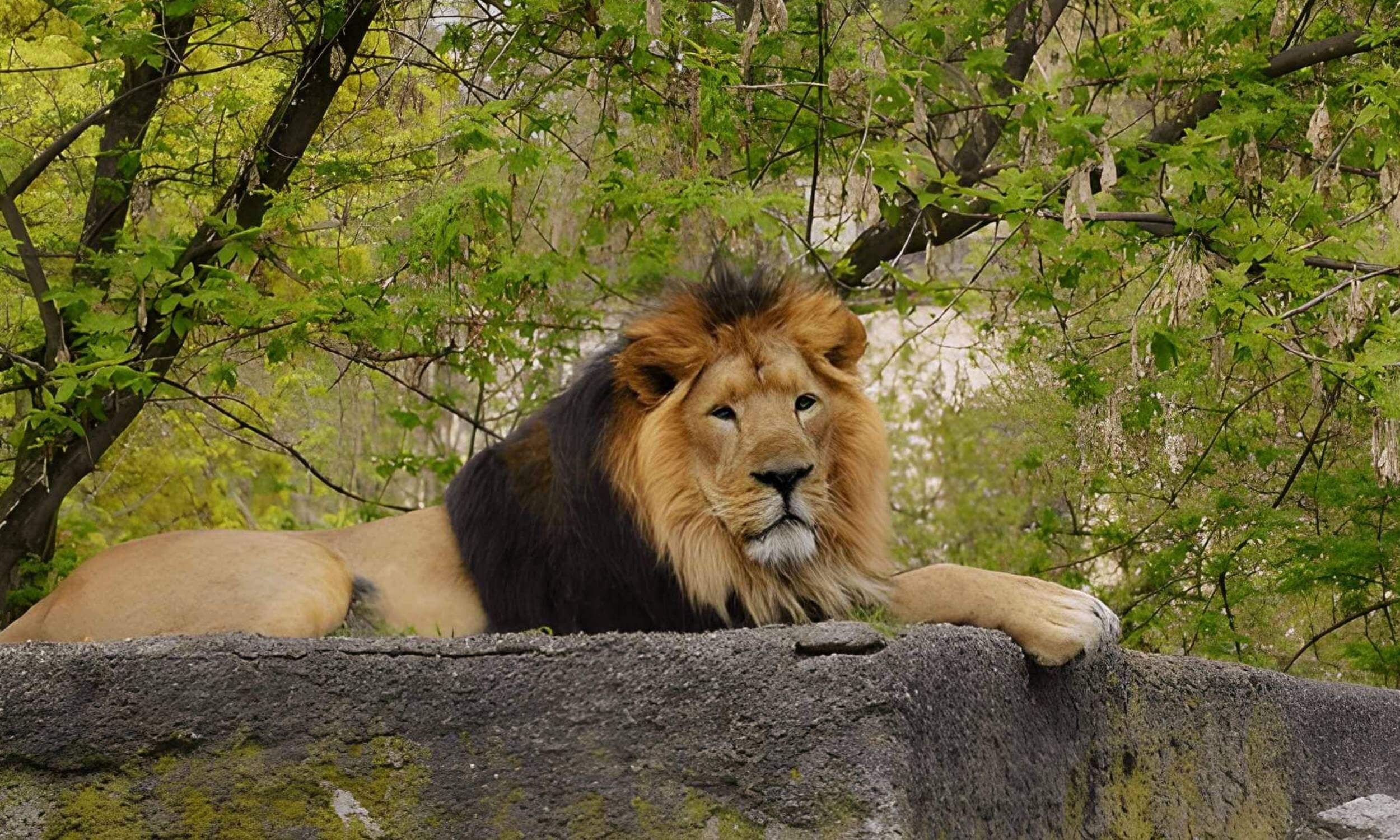 Gir National Park Gujarat