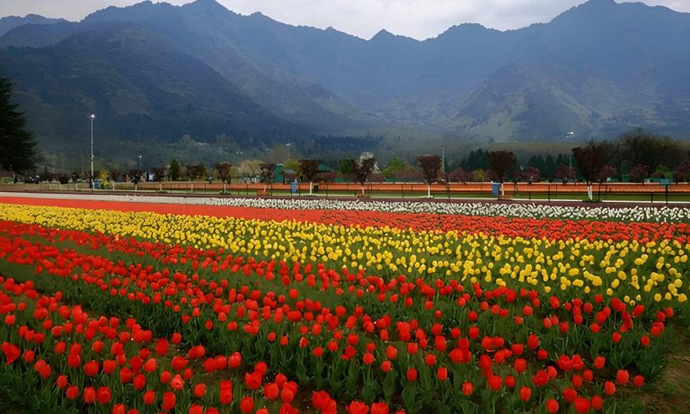 Kashmir- Tulip Garden