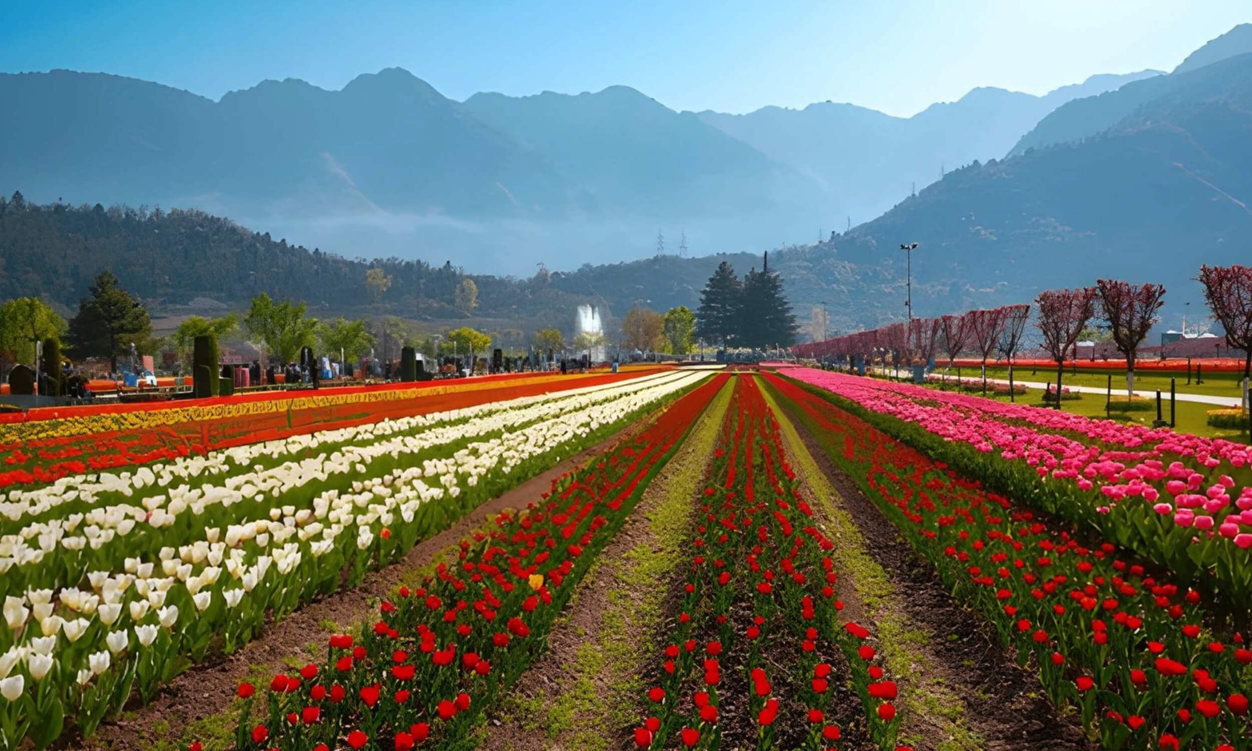 Tulip Garden Srinagar Jammu -Kashmir