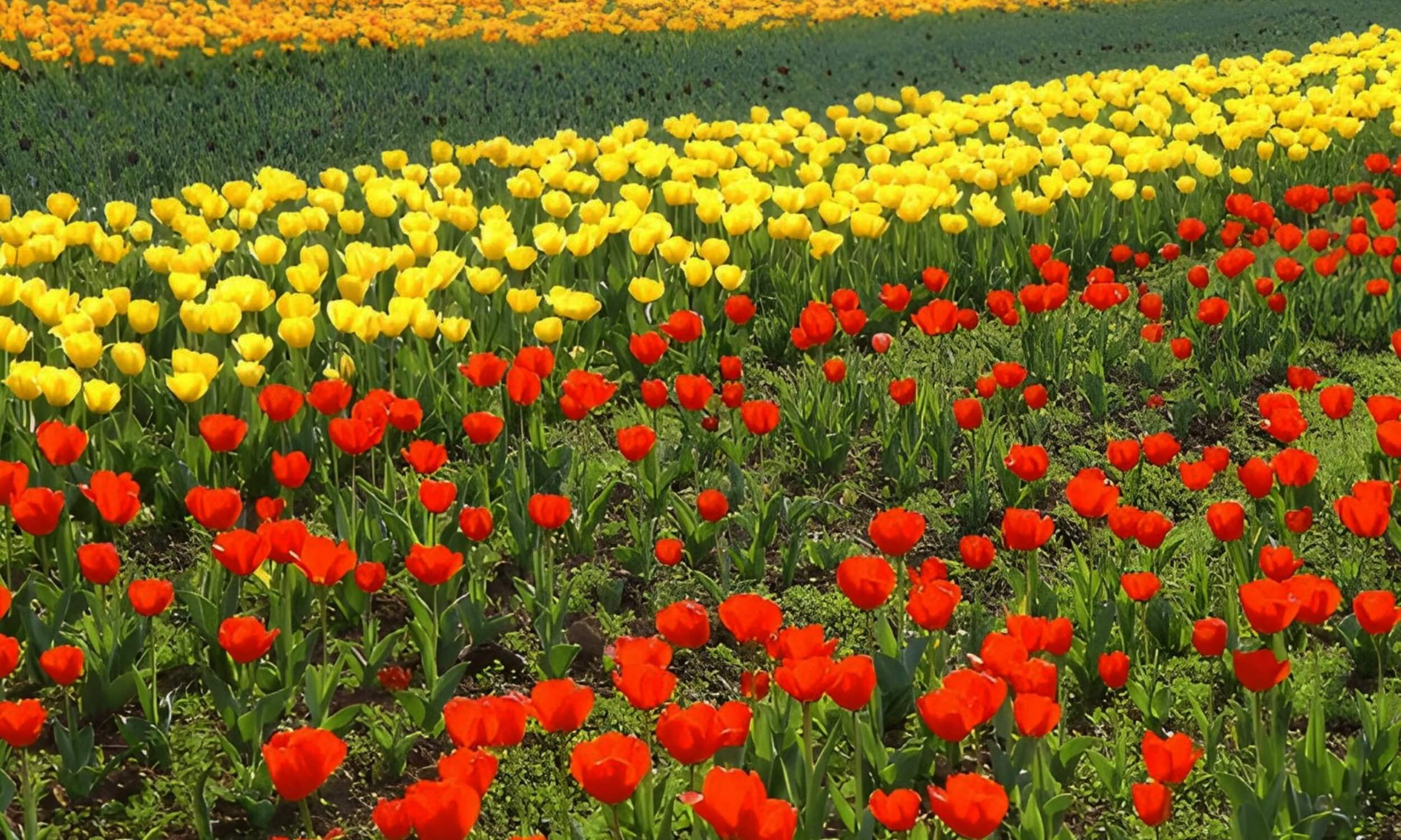 Tulip Garden Srinagar Jammu Kashmir