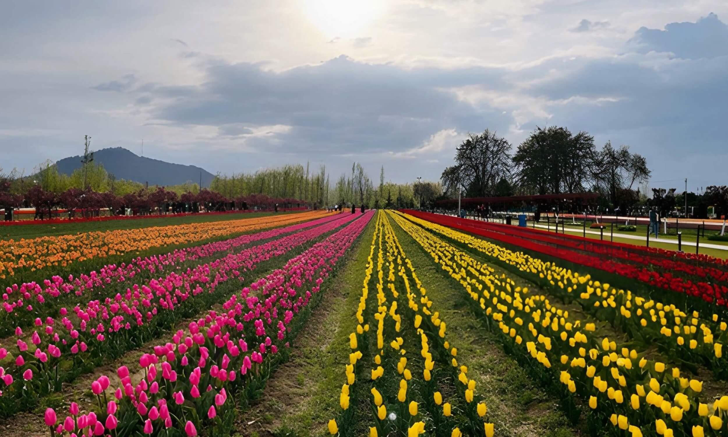 Tulip Garden Srinagar - Kashmir