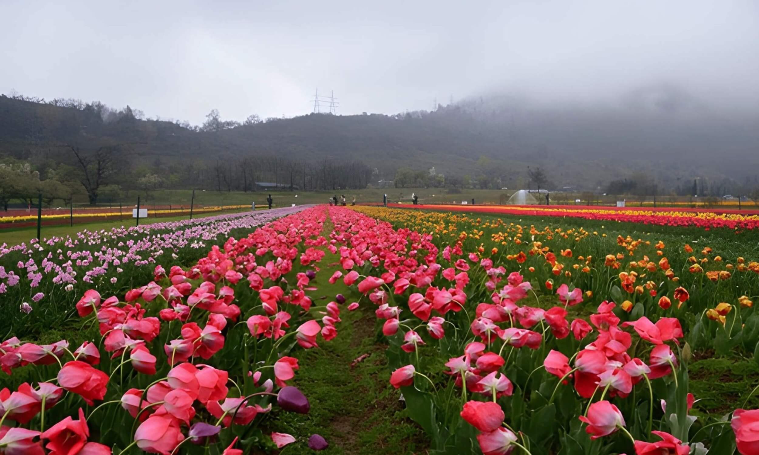Tulip - Garden Srinagar Kashmir