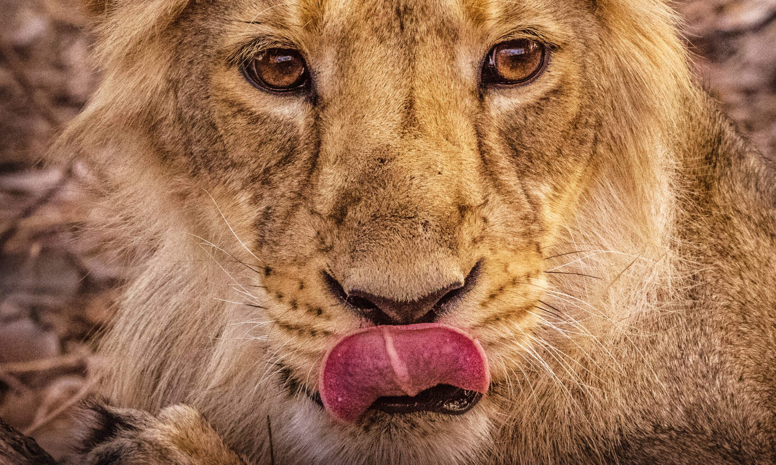 Gir National Park