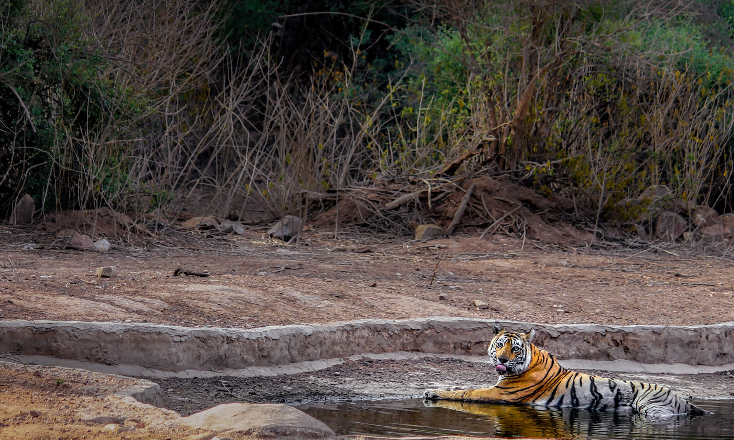 Alwar Sariska Tiger Reserve