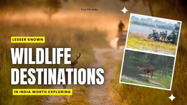 Lesser-Known Wildlife Destinations in India Worth Exploring