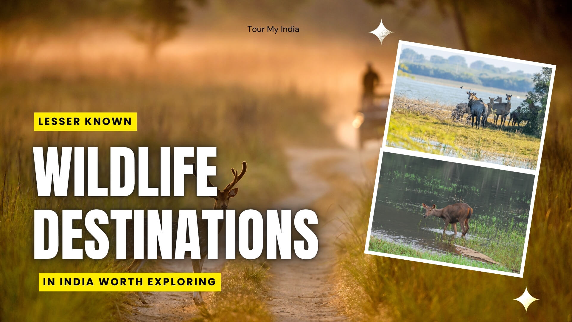 Lesser-Known Wildlife Destinations in India Worth Exploring