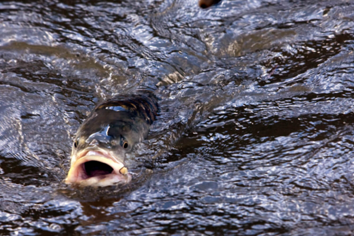 Fishing and Angling in Arunachal