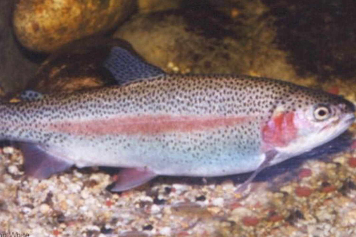 Fishing and Angling in Himachal