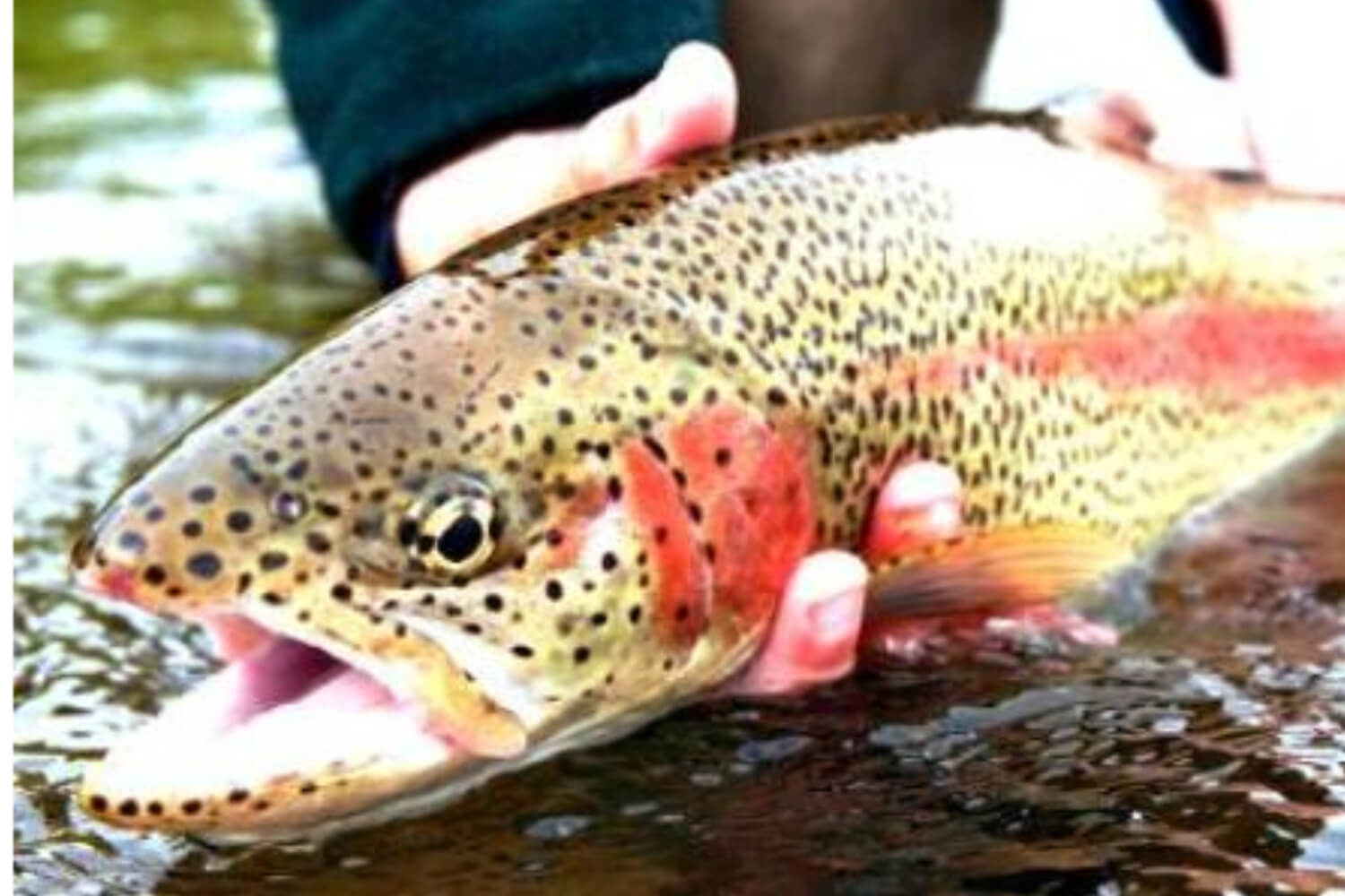Fishing and Angling in Jammu Kashmir
