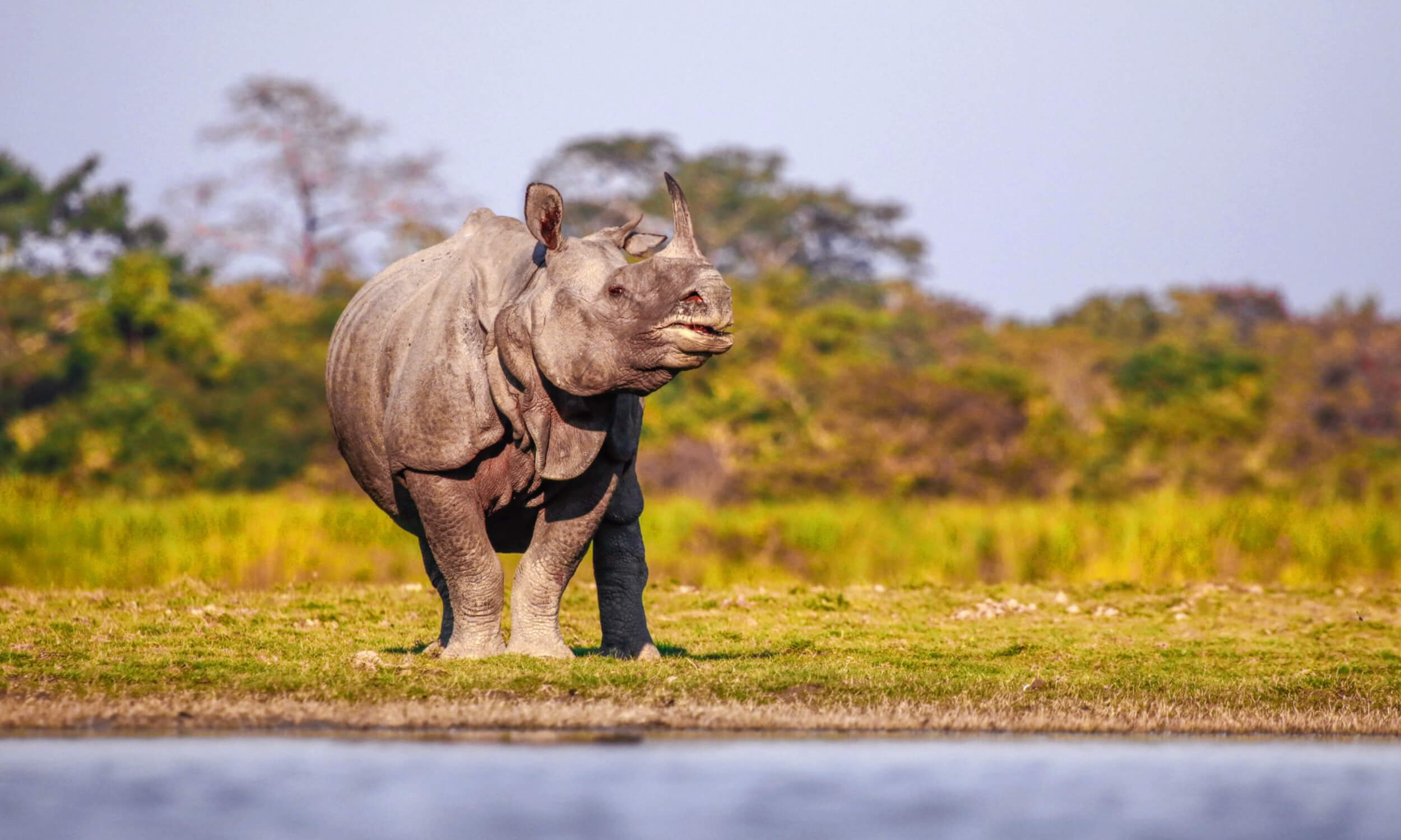 Kaziranga National Park Assam