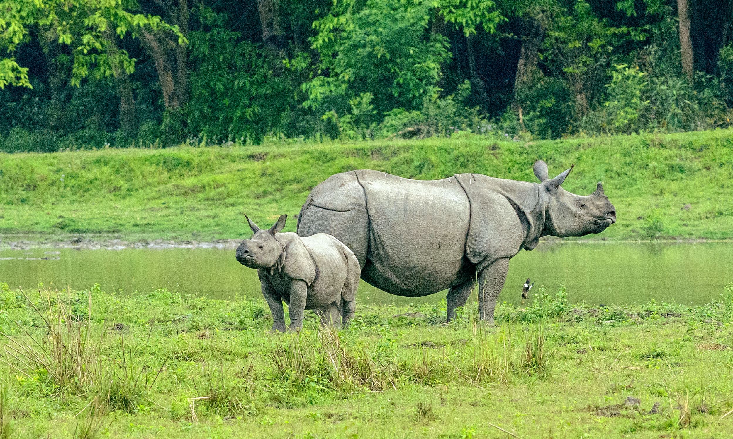 Kaziranga National Park