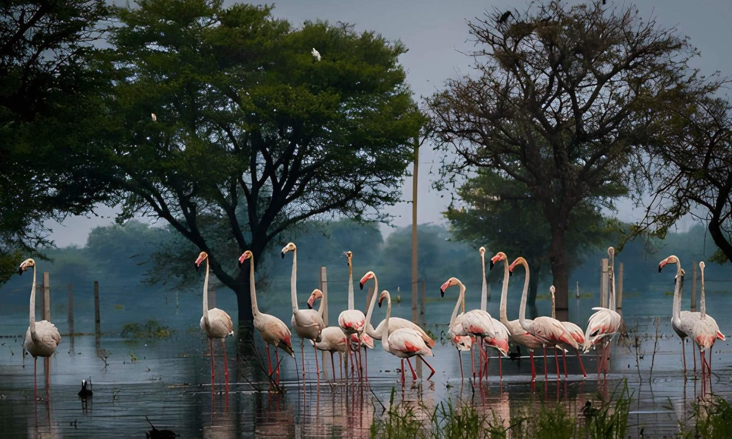 Keoladeo National Park Assam