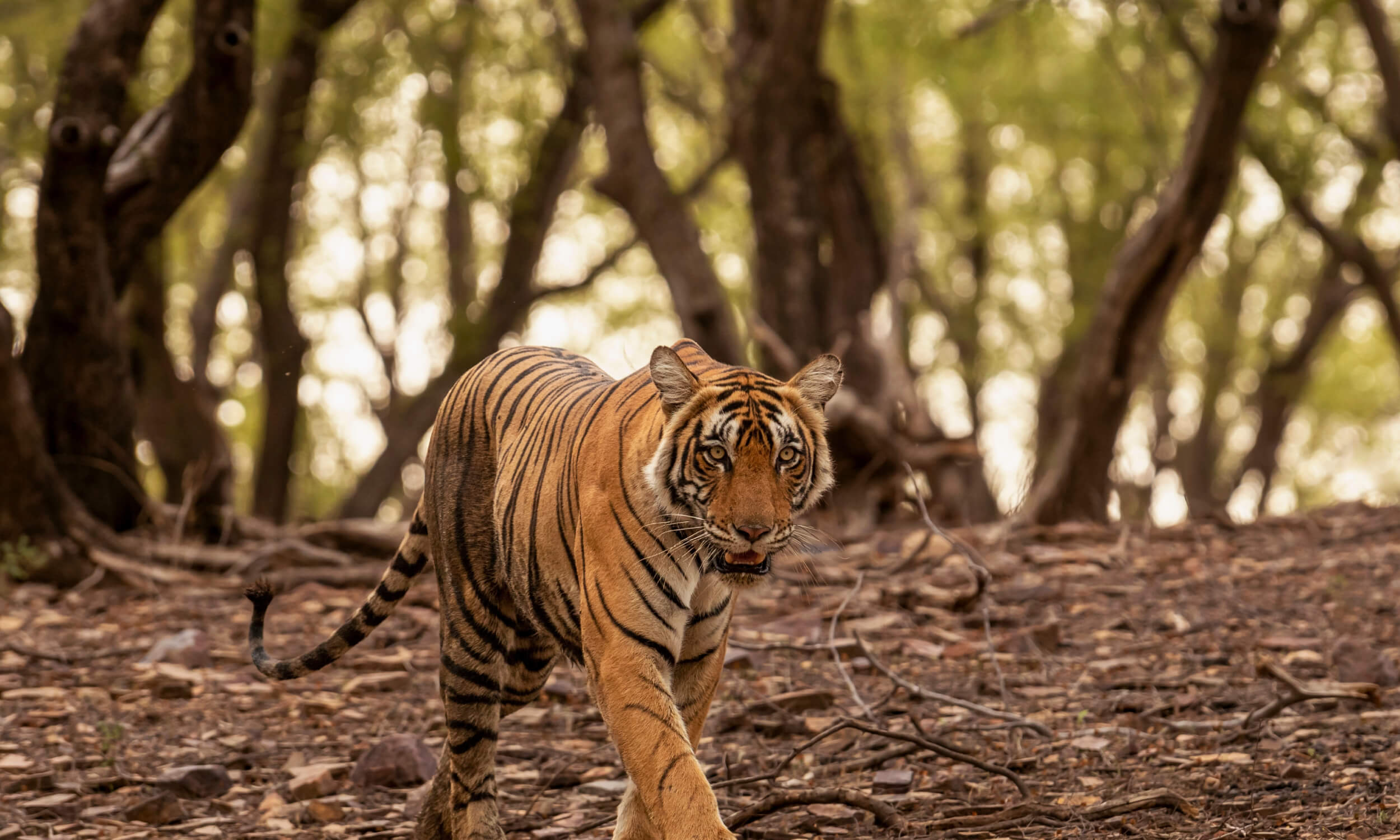 Ranthambore-Rajasthan