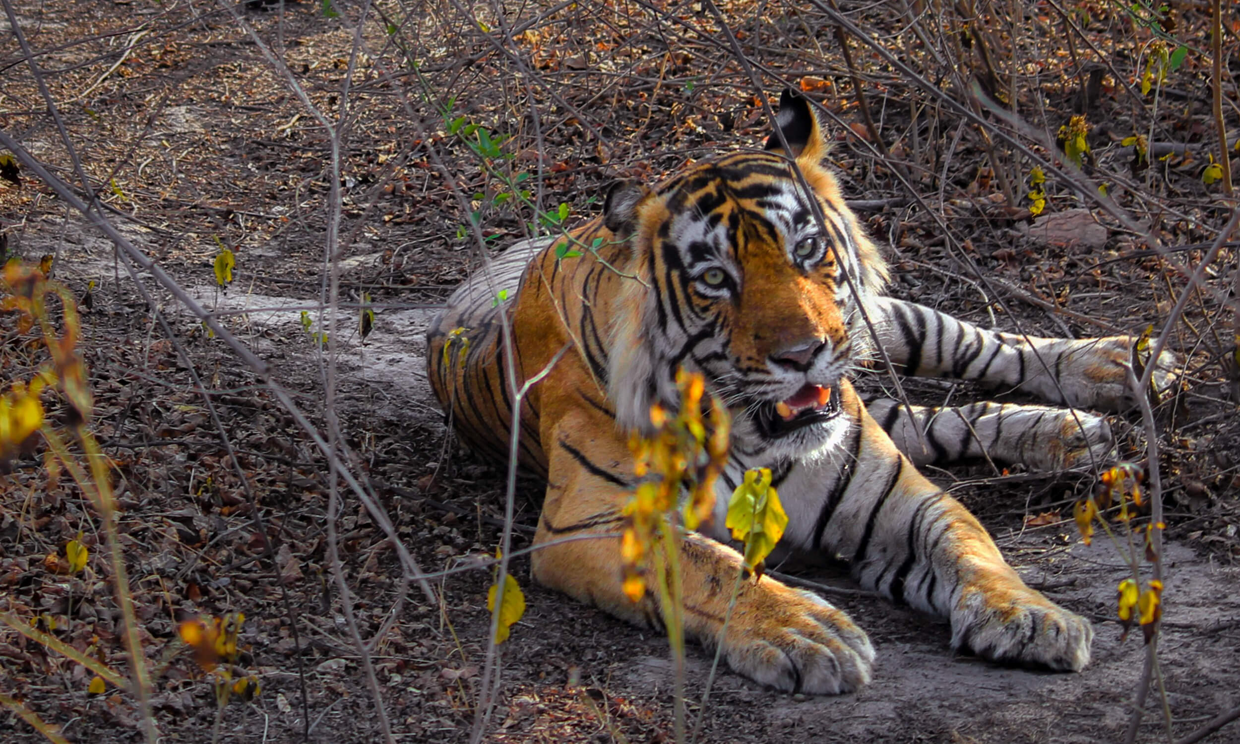 Sariska National Park