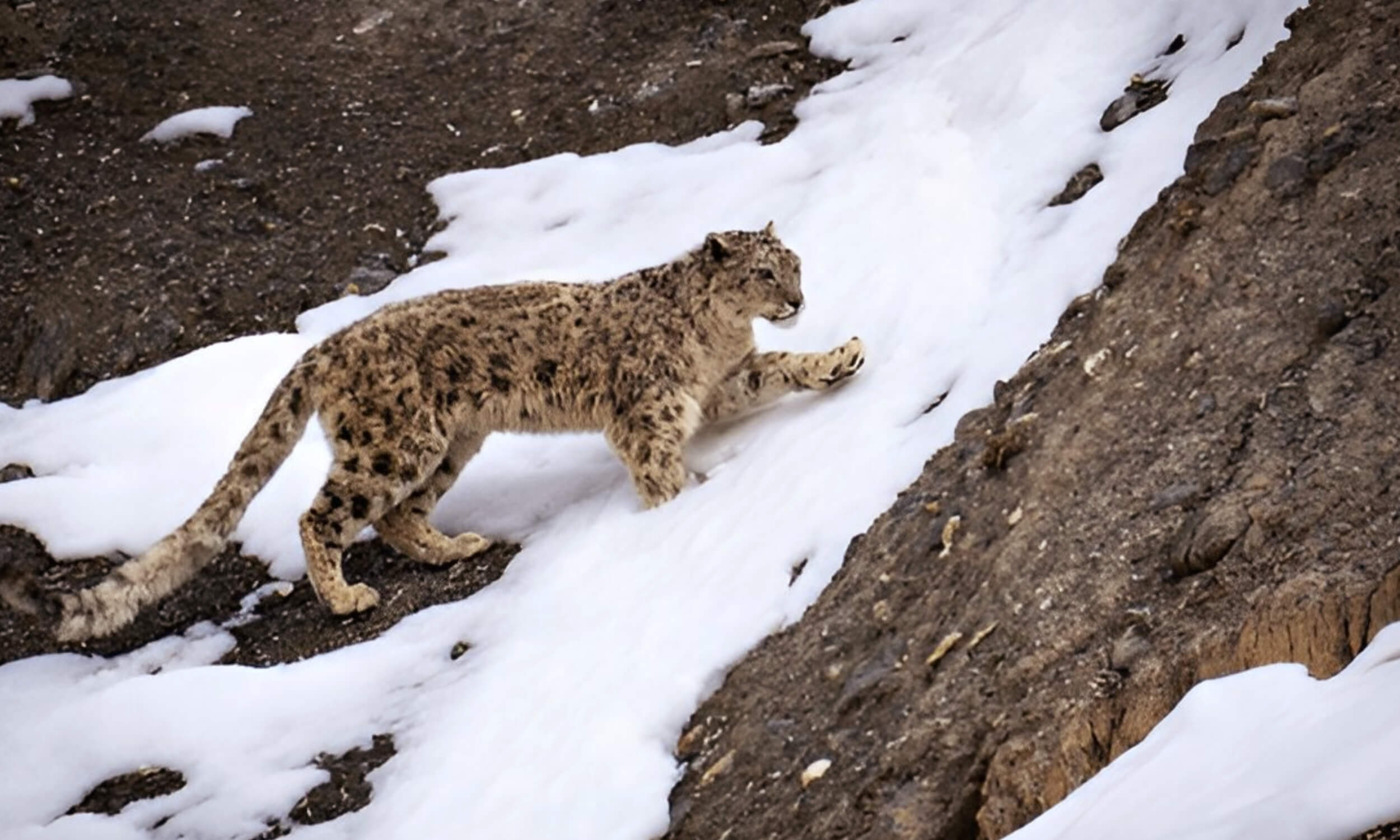 Snow Leopard Photography in India