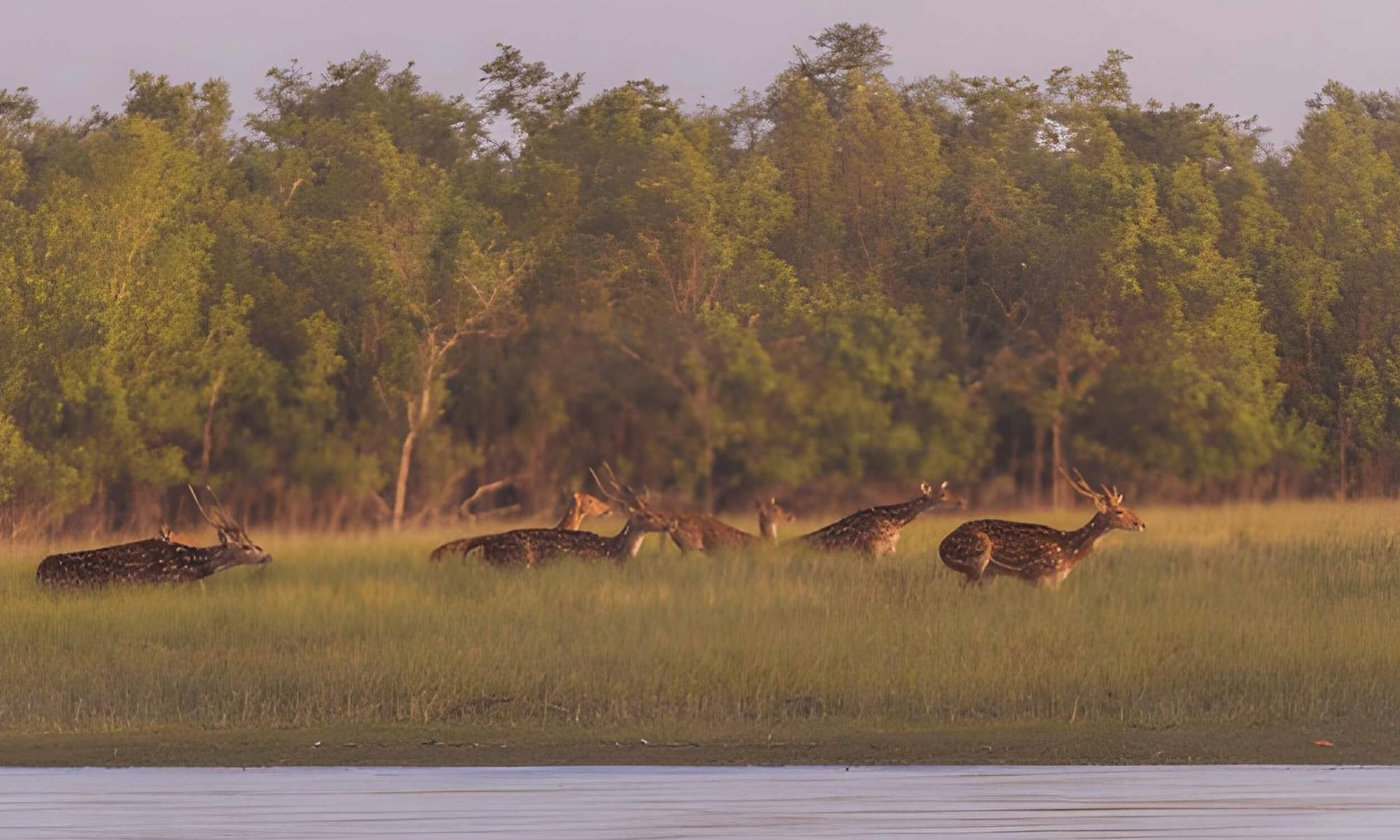 Sundarban National Park West Bengal