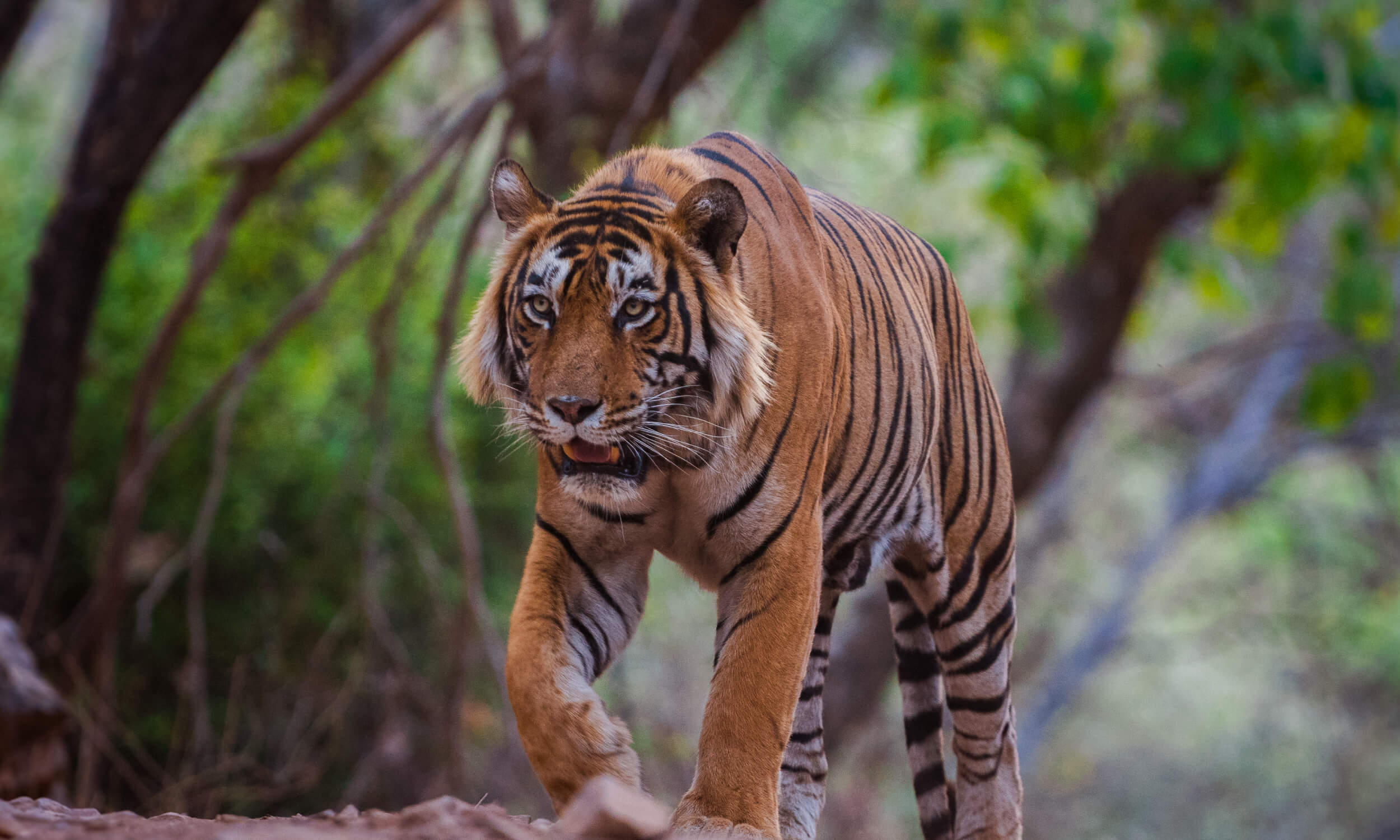 Wildlife Photography Tours in India
