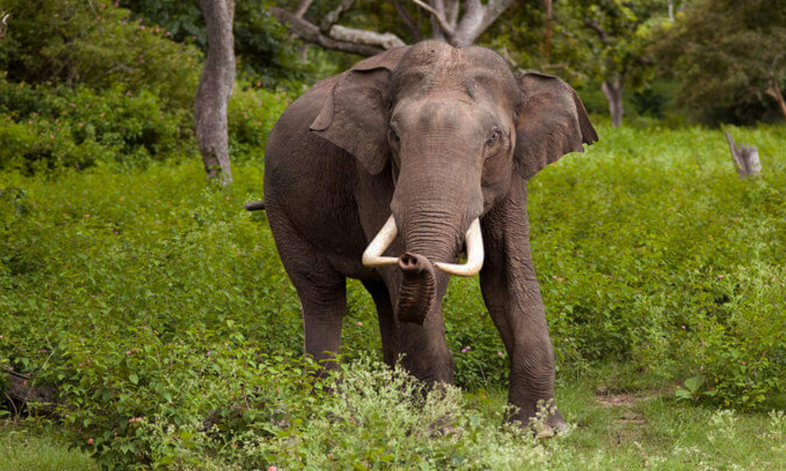 Asian Elephant