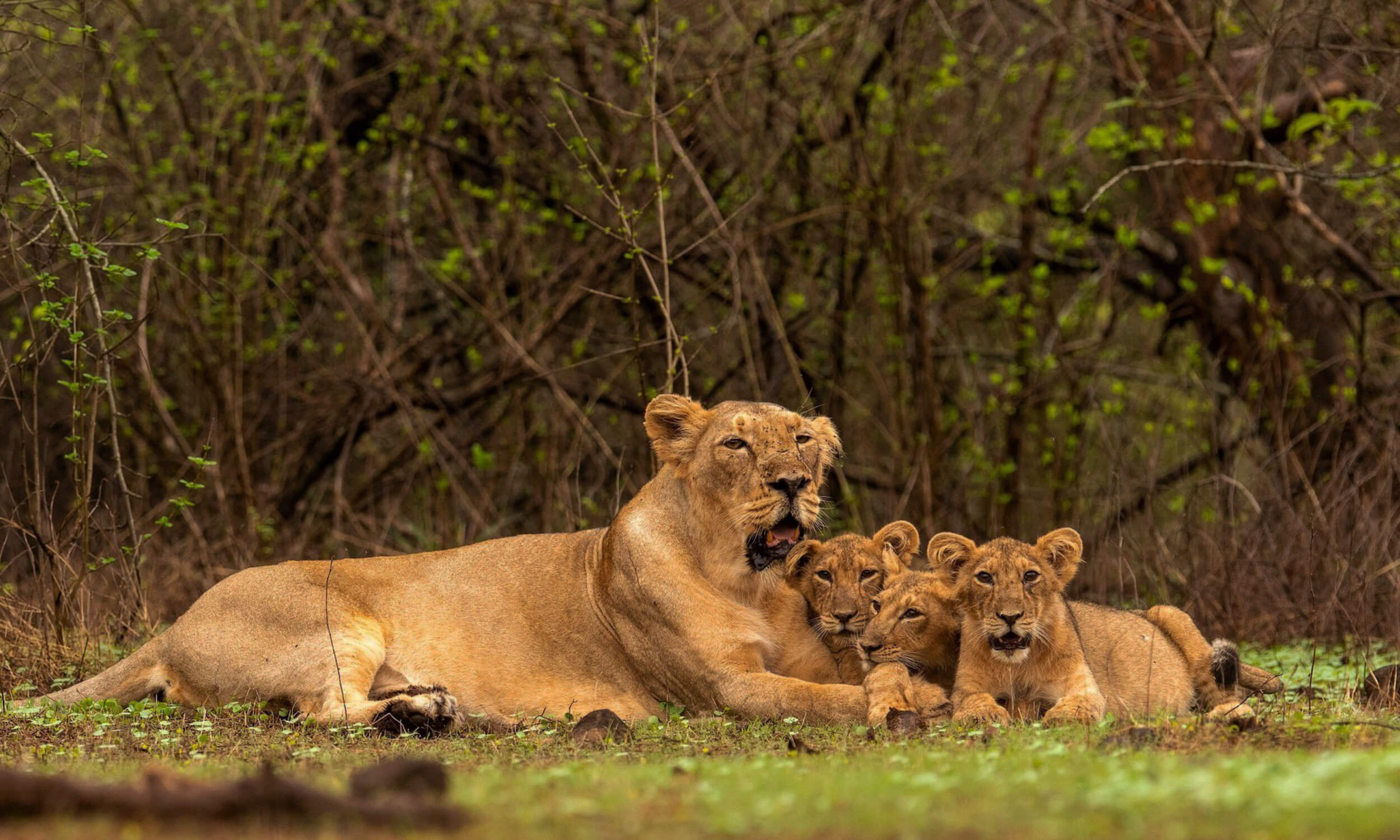 Asiatic Lion